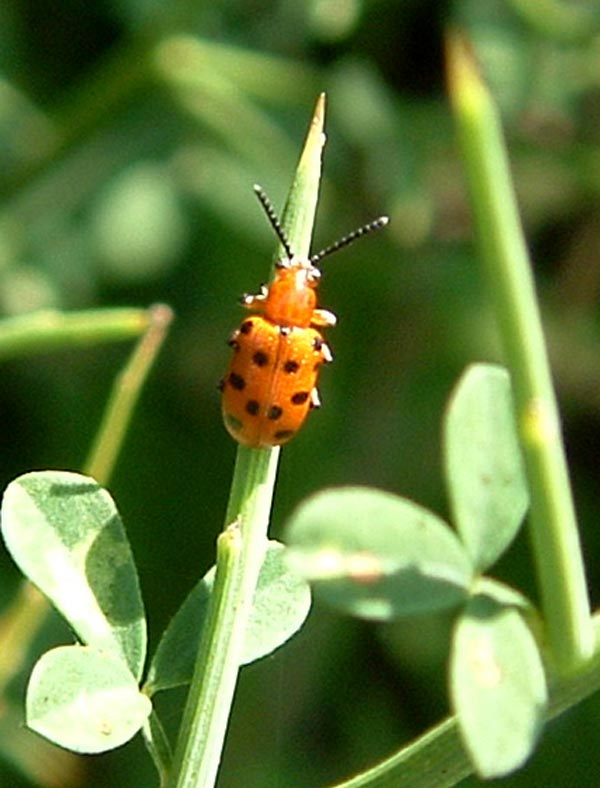 Crioceris 12-punctata e coccinella 7-punctata